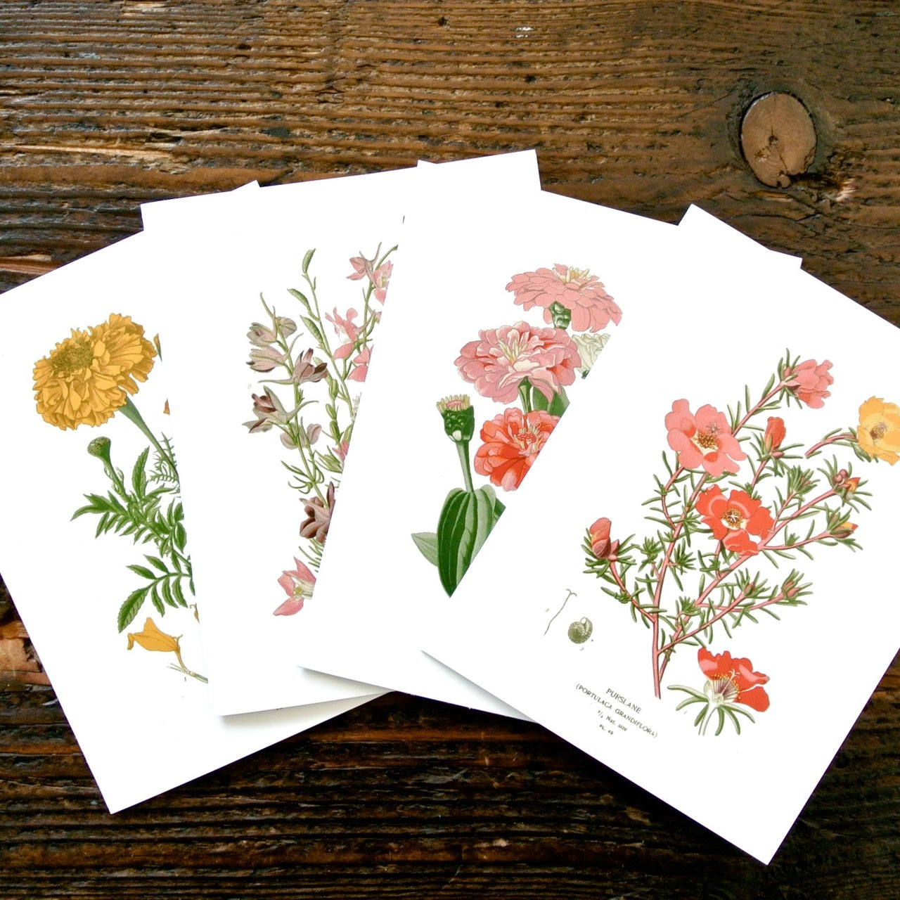 flower seed paper seattle Botanical Greeting Cards (Set of 4)