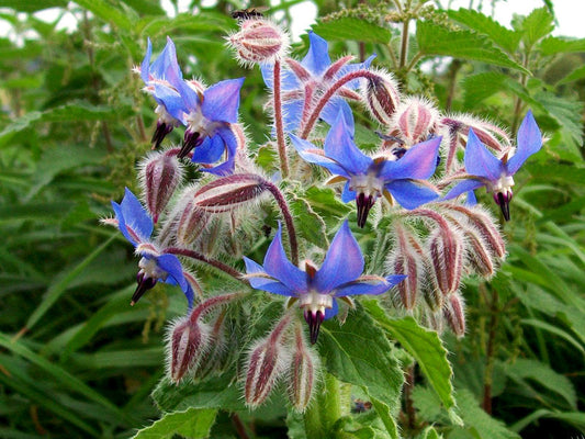 What to Plant Right Now (and What to Start for Fall): Your June Garden Guide