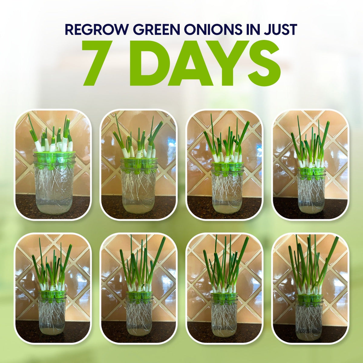 Green onion regrower – photo 2 of 5