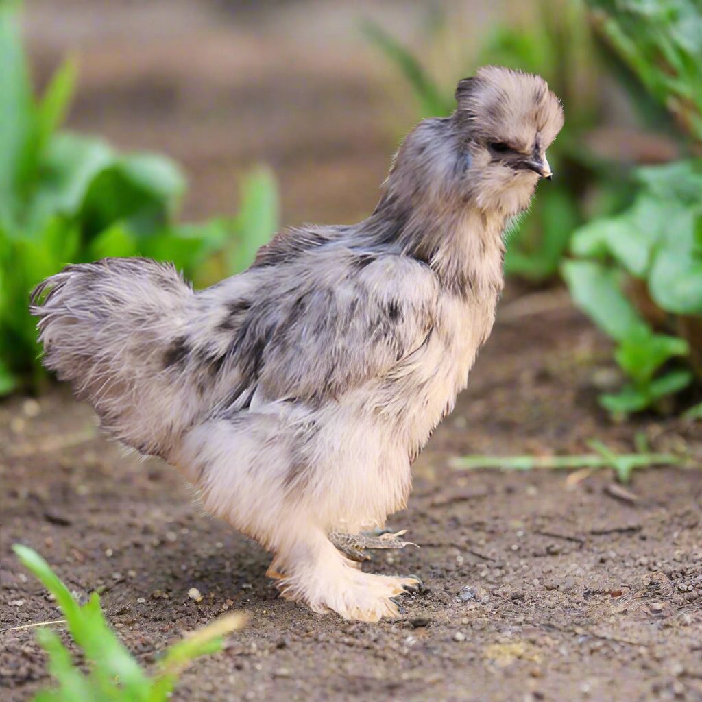 Live Baby Chicks Delivered to Your Door | Seattle Seed Company