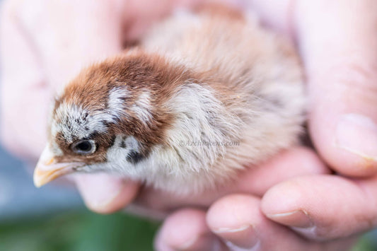 Easter Egger Chicks – Buy 10 + 5 Bonus Free (15 All-Female, Shipping Included)