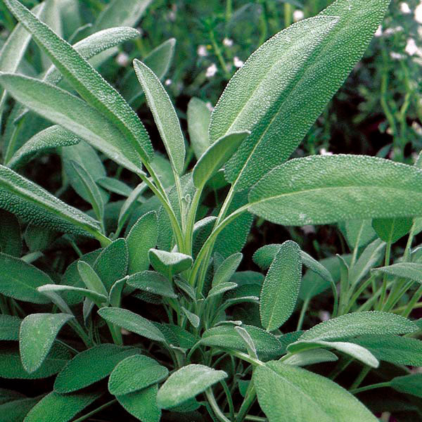 Sage - Broadleaf