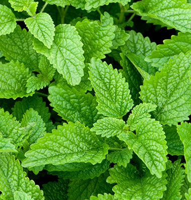 Lemon Balm