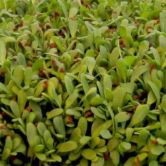 Alfalfa for Microgreens