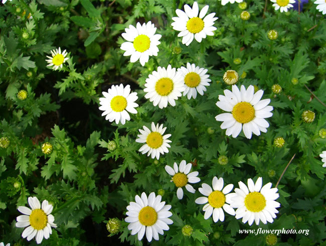 Chamomile - German