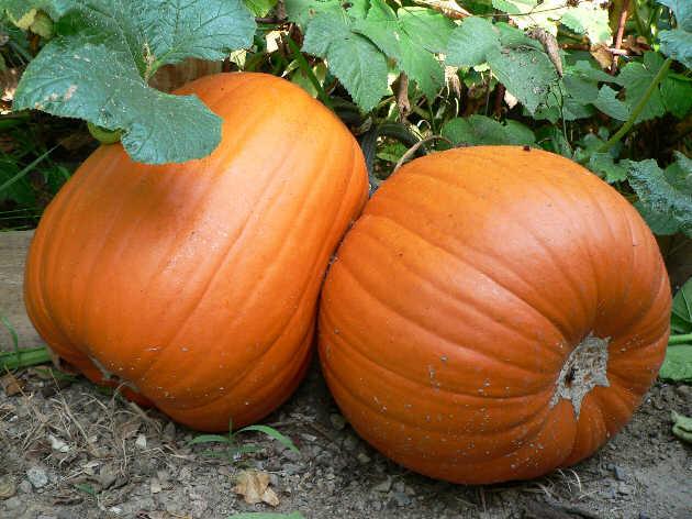 Pumpkin - Jack 'O Lantern