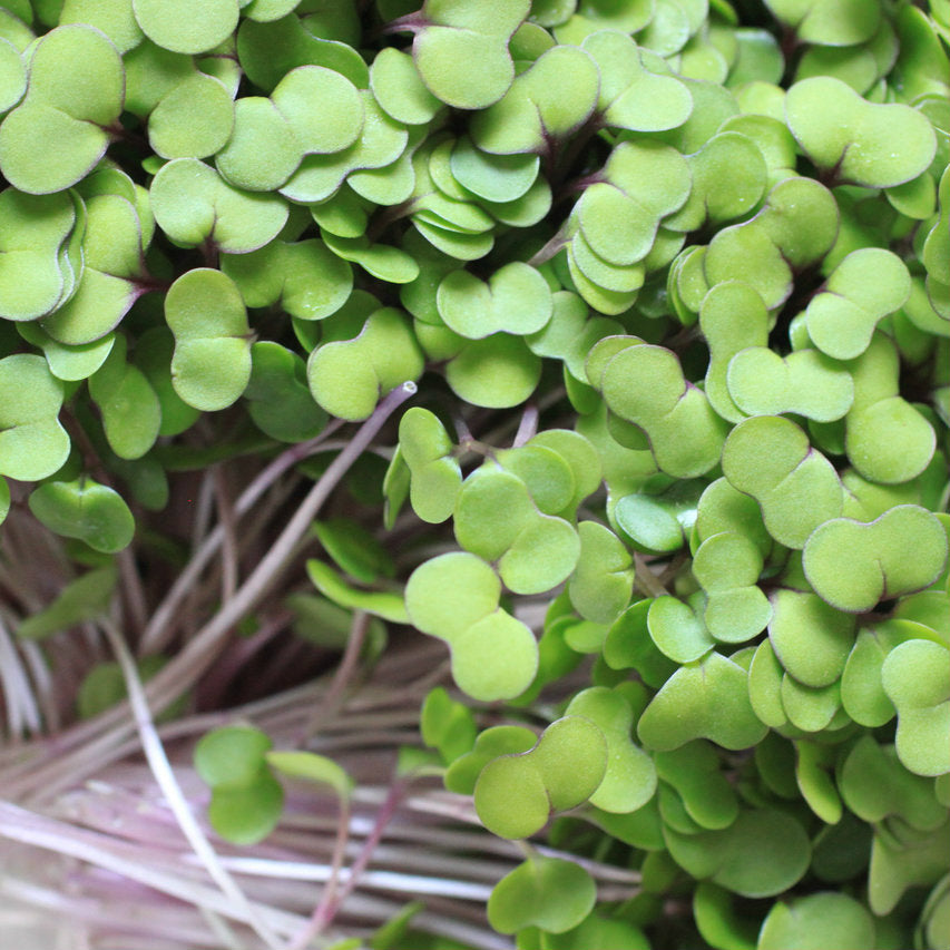 Kale for Microgreens