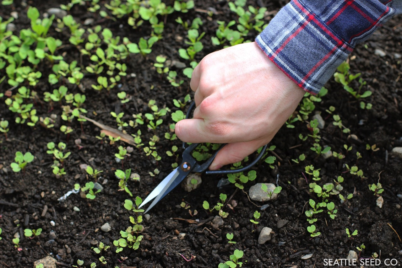 Forged Steel Pruners