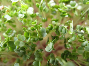 Arugula for Microgreens