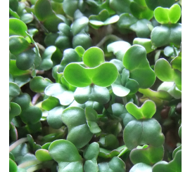 Broccoli for Microgreens