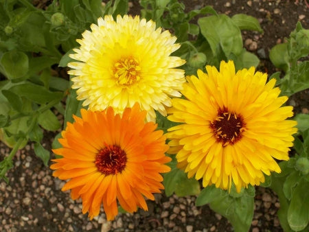 Calendula - Pacific Beauty