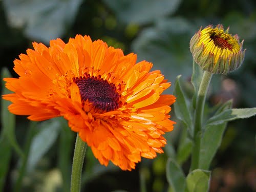 Calendula - Pacific Beauty