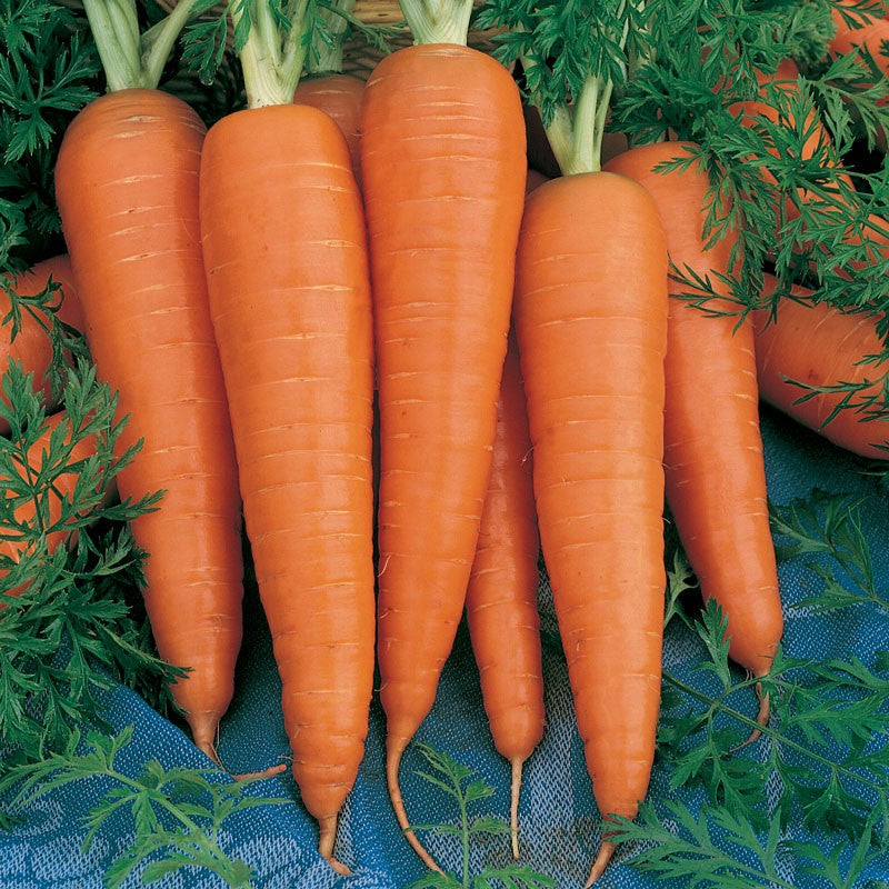 Carrots - Danver