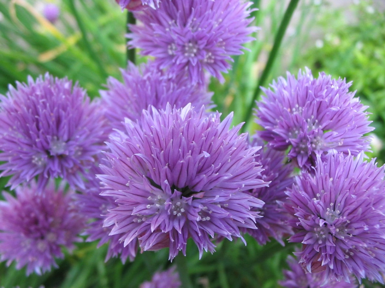 Chives - Onion