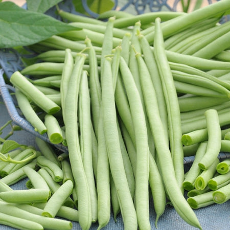 Beans - Venice (Bush)