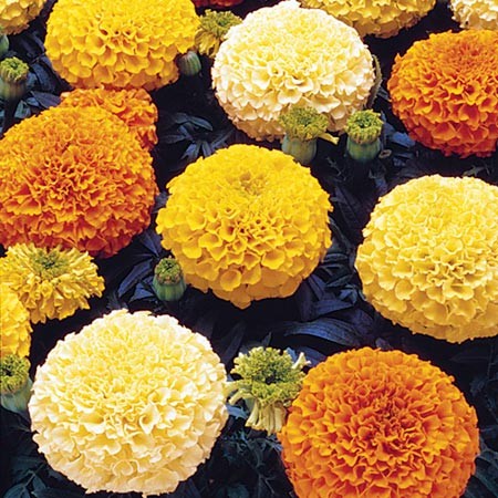 Marigold - Crackerjack