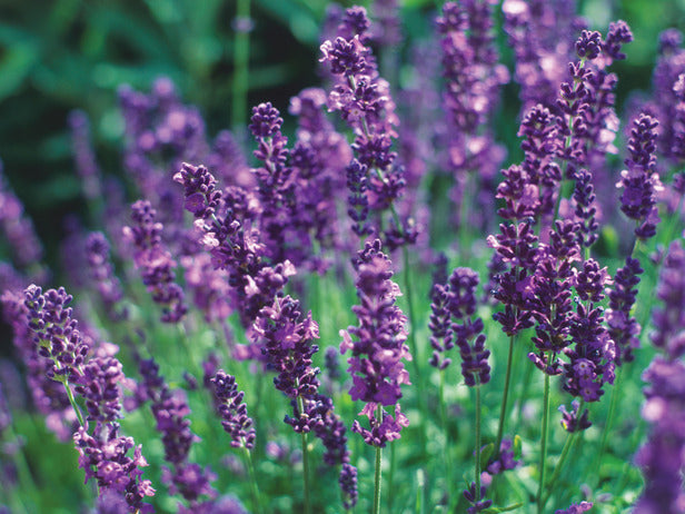 Lavender - English