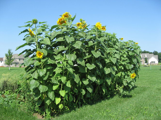 Sunflower - Mammoth Russian