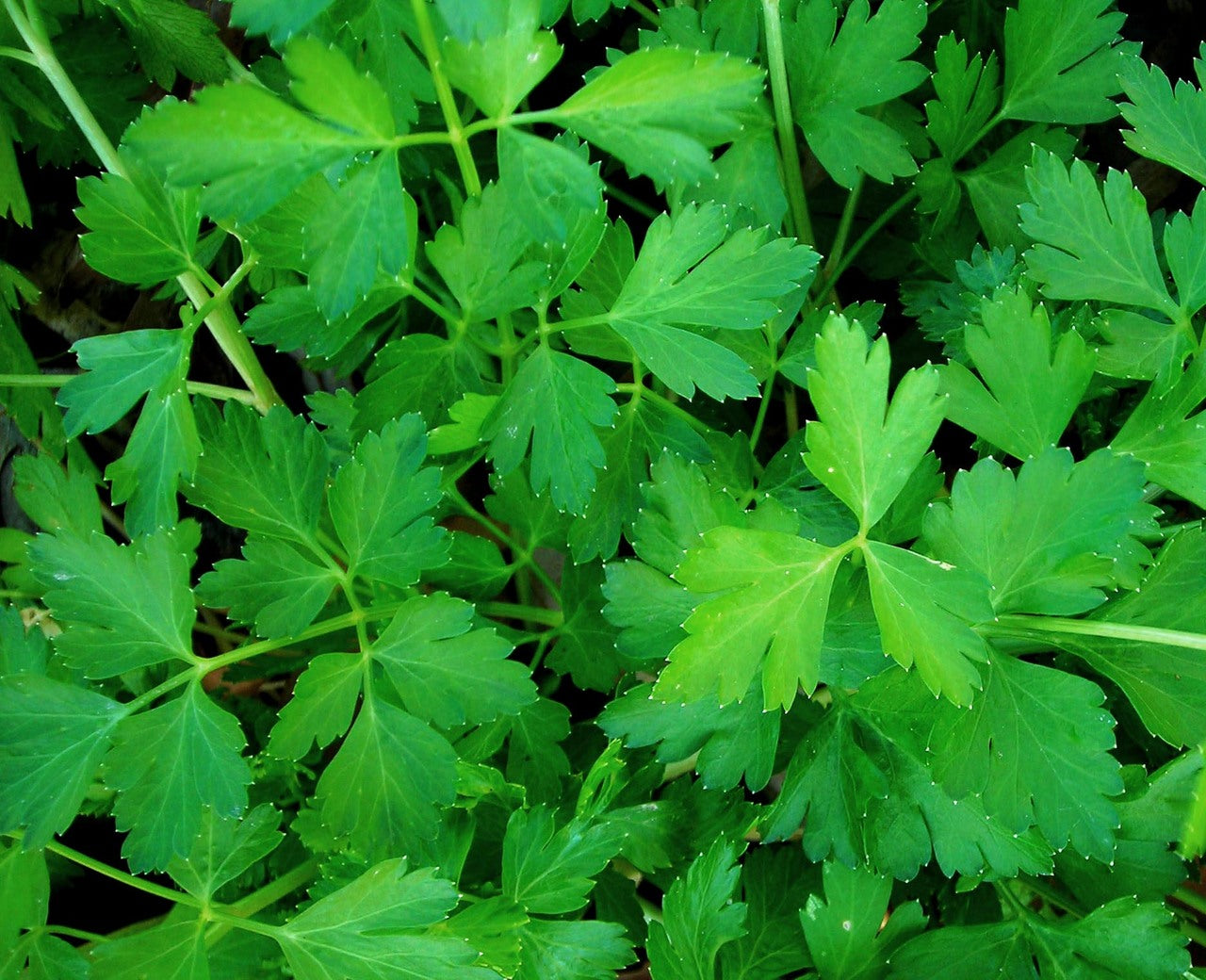 Parsley - Dark Green Italian Flat Leaf