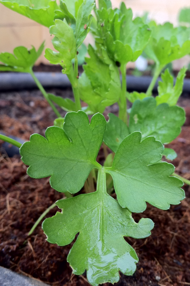 Parsley - Dark Green Italian Flat Leaf