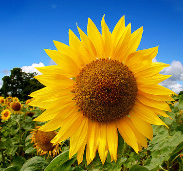 Sunflower - Mammoth Russian