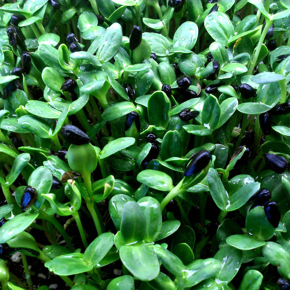 Sunflower for Microgreens